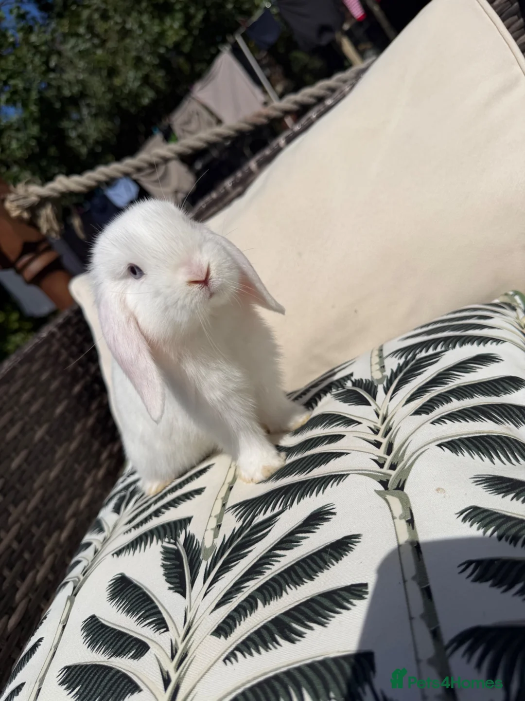 Mini Lop rabbits for sale: Mini lop babies - Advert 18