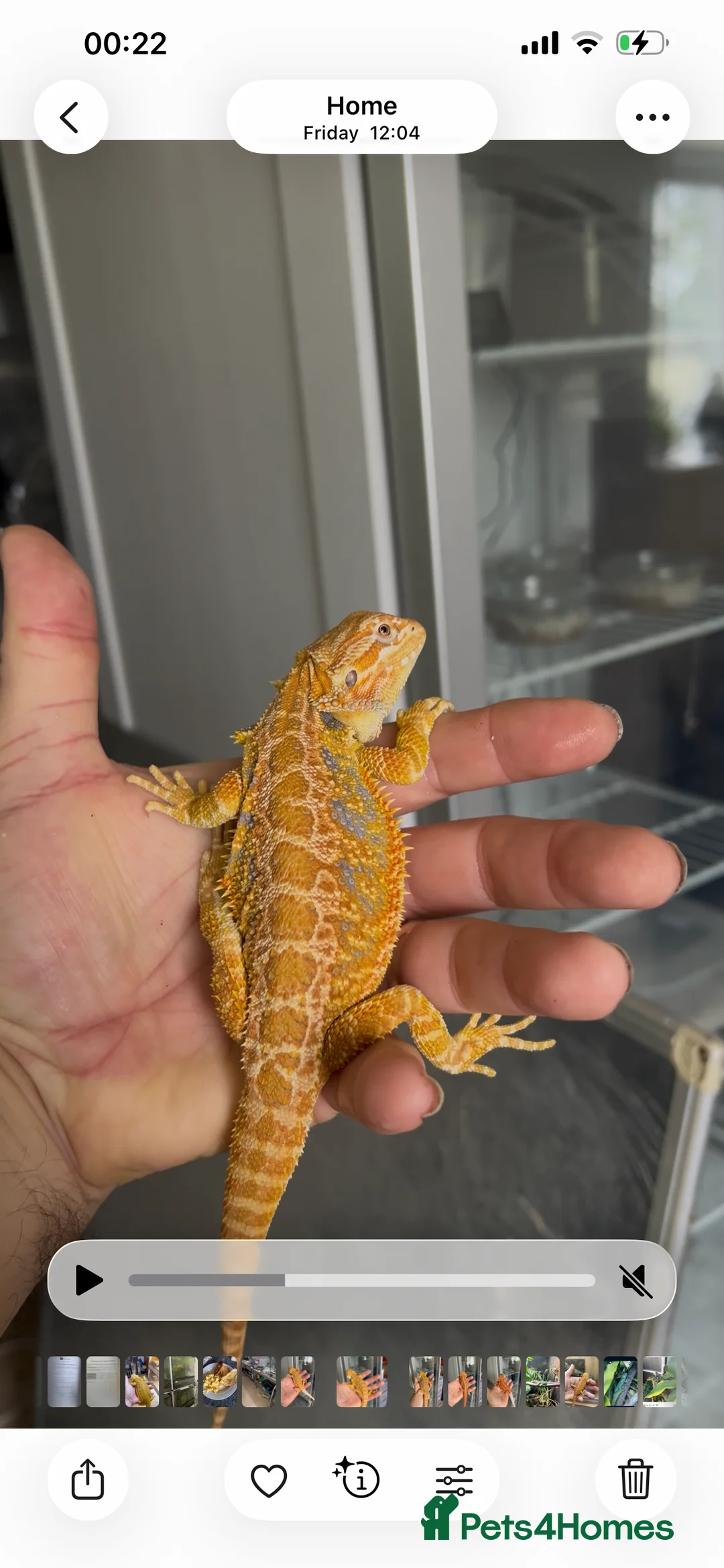 Bearded Dragon reptiles for sale: Bearded dragon males red and yellow - Advert 2