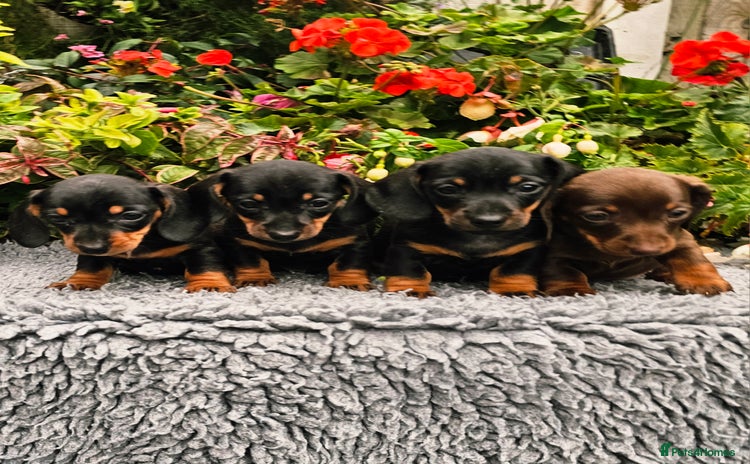 Miniature Dachshund dogs - Advert 15