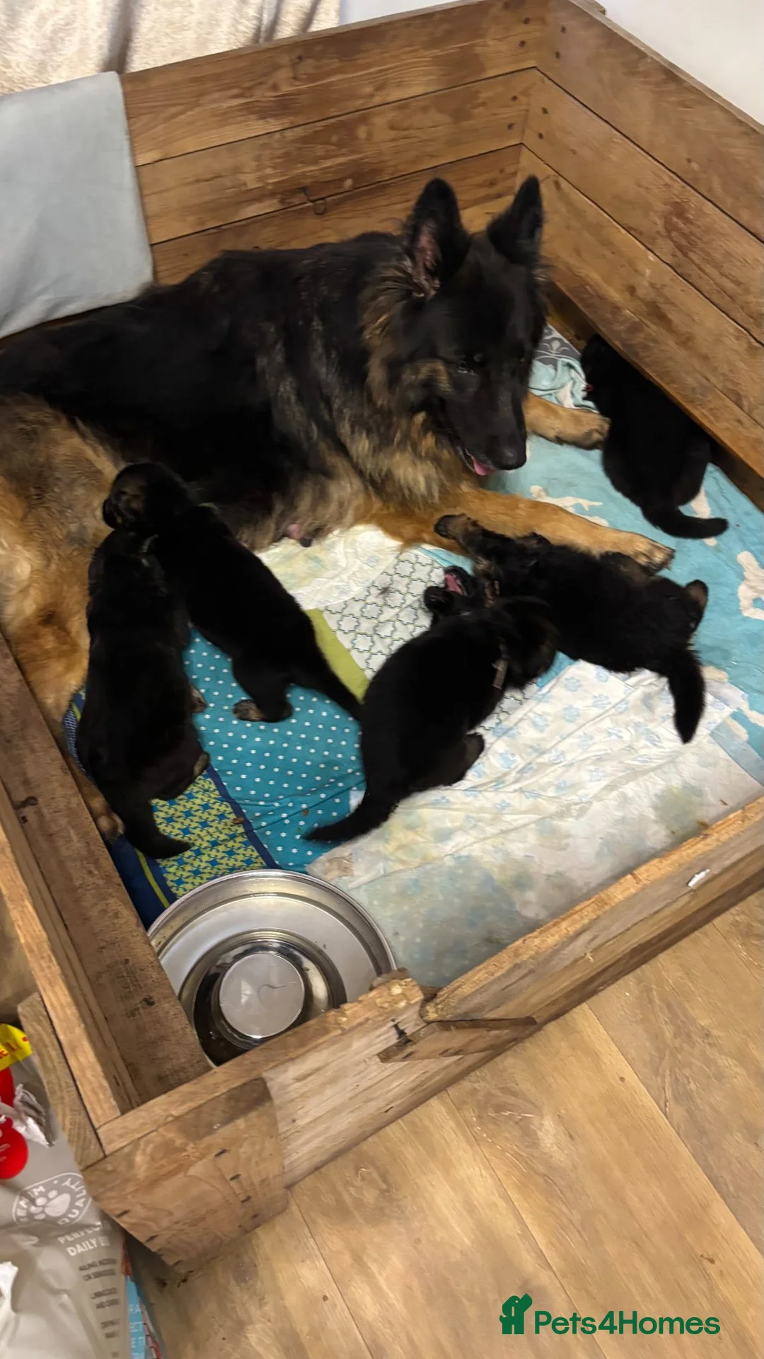 German Shepherd dogs for sale: Fluffy Long-Haired German Shepherd Puppies - Advert 2