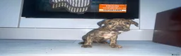 Mixed Breed dogs for sale: Bull Wheaten - Advert 7