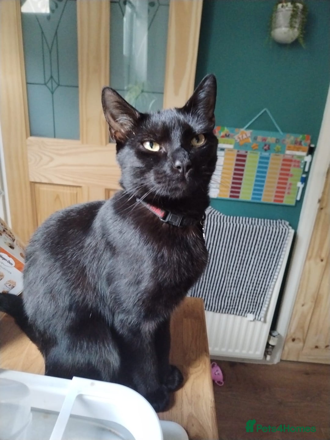 Mixed Breed cats for sale: Lovely black cat for sale - Advert 2