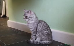 Persian cats for sale: ADORABLE RUSSIAN BLUE X PERSIAN KITTENS - Image 15