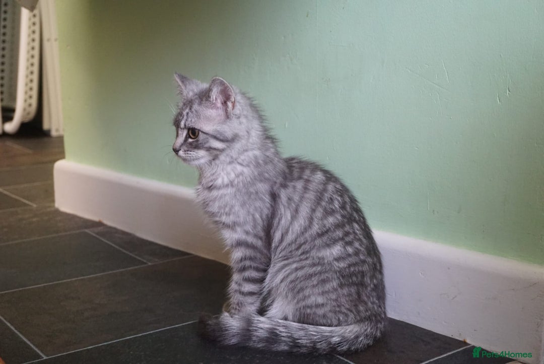 Persian cats for sale: ADORABLE RUSSIAN BLUE X PERSIAN KITTENS - Image 15