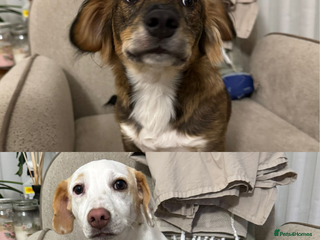 Dachshund dogs Meet Betty & Momo — two short-legged siblings! - Advert 8