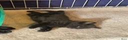 Mixed Breed cats for sale: Male kitten - Last of litter - Advert 3