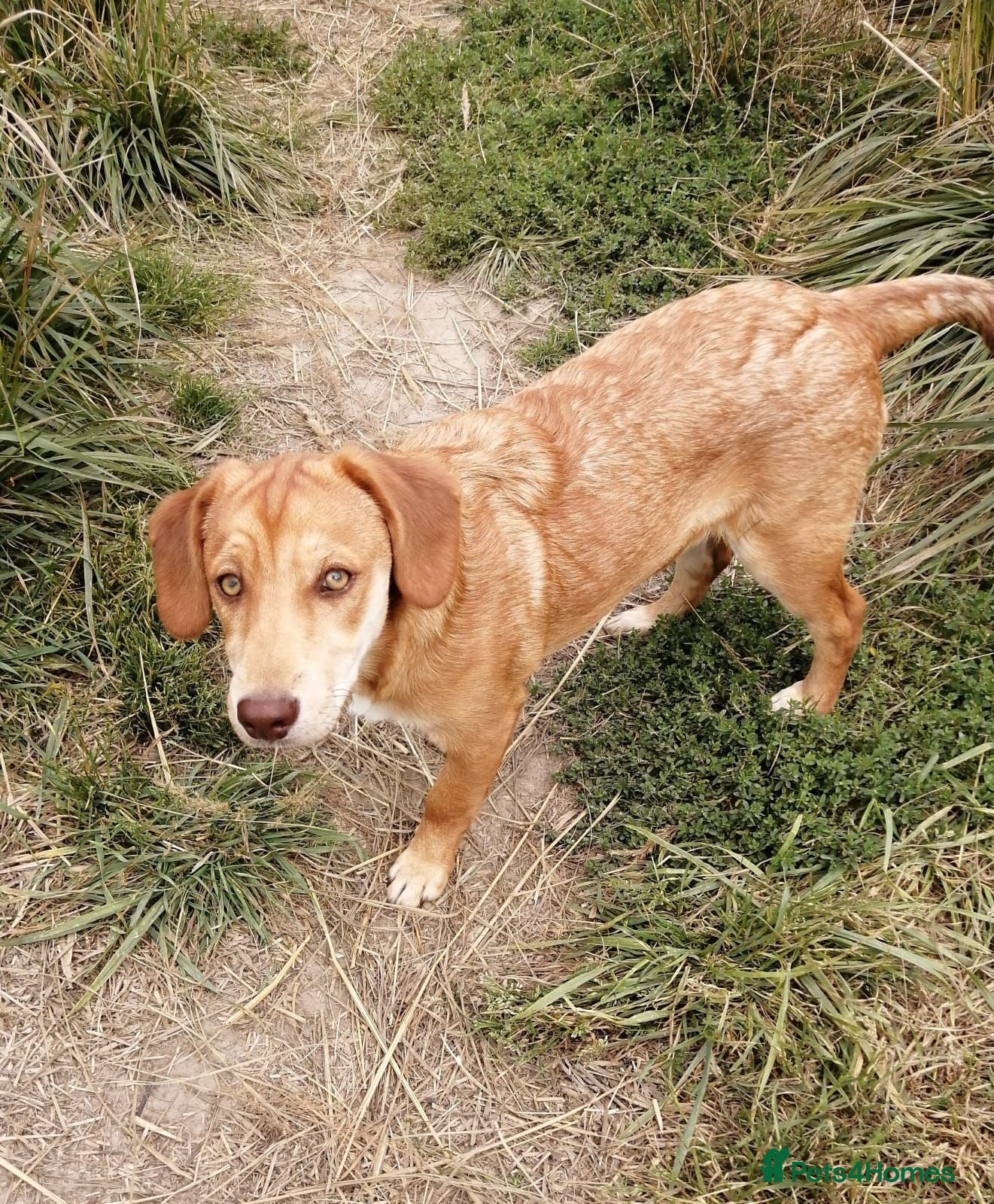 Mixed Breed dogs 💙PRINCE💙 7 mo old affectionate small puppy boy - Advert 1