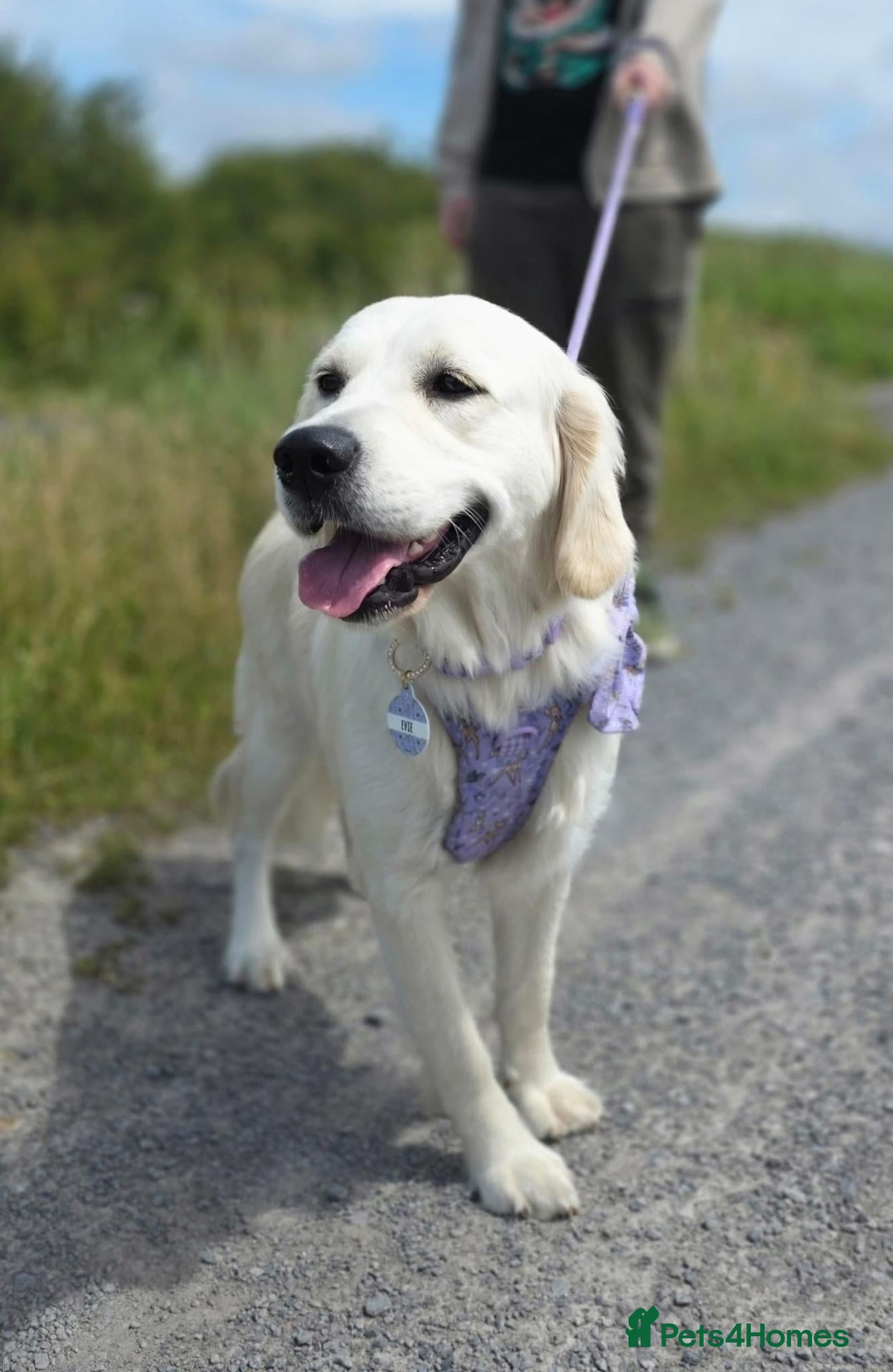 Golden Retriever dogs Golden Retriever female  - Advert 9