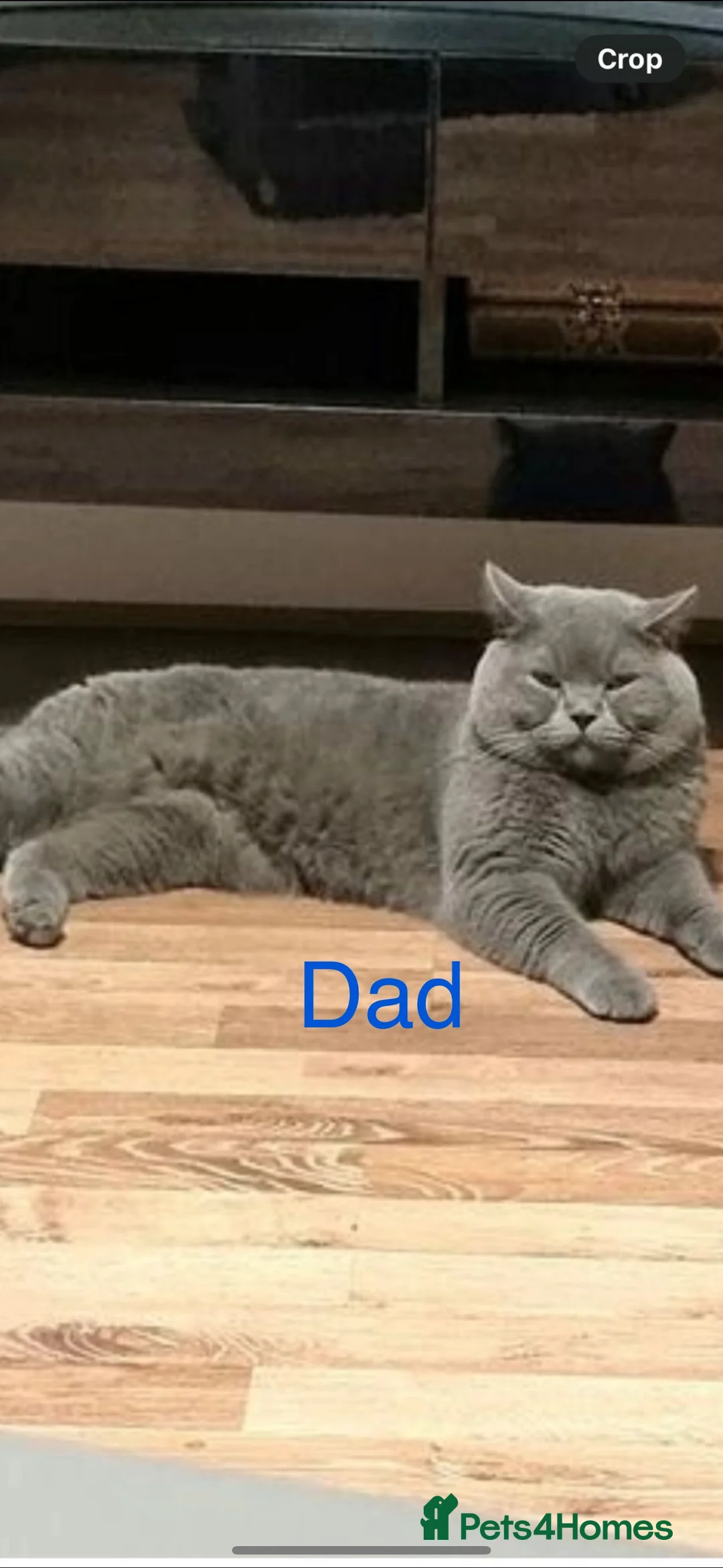 British Shorthair cats for sale: British shorthair Female  in Preston - Advert 5