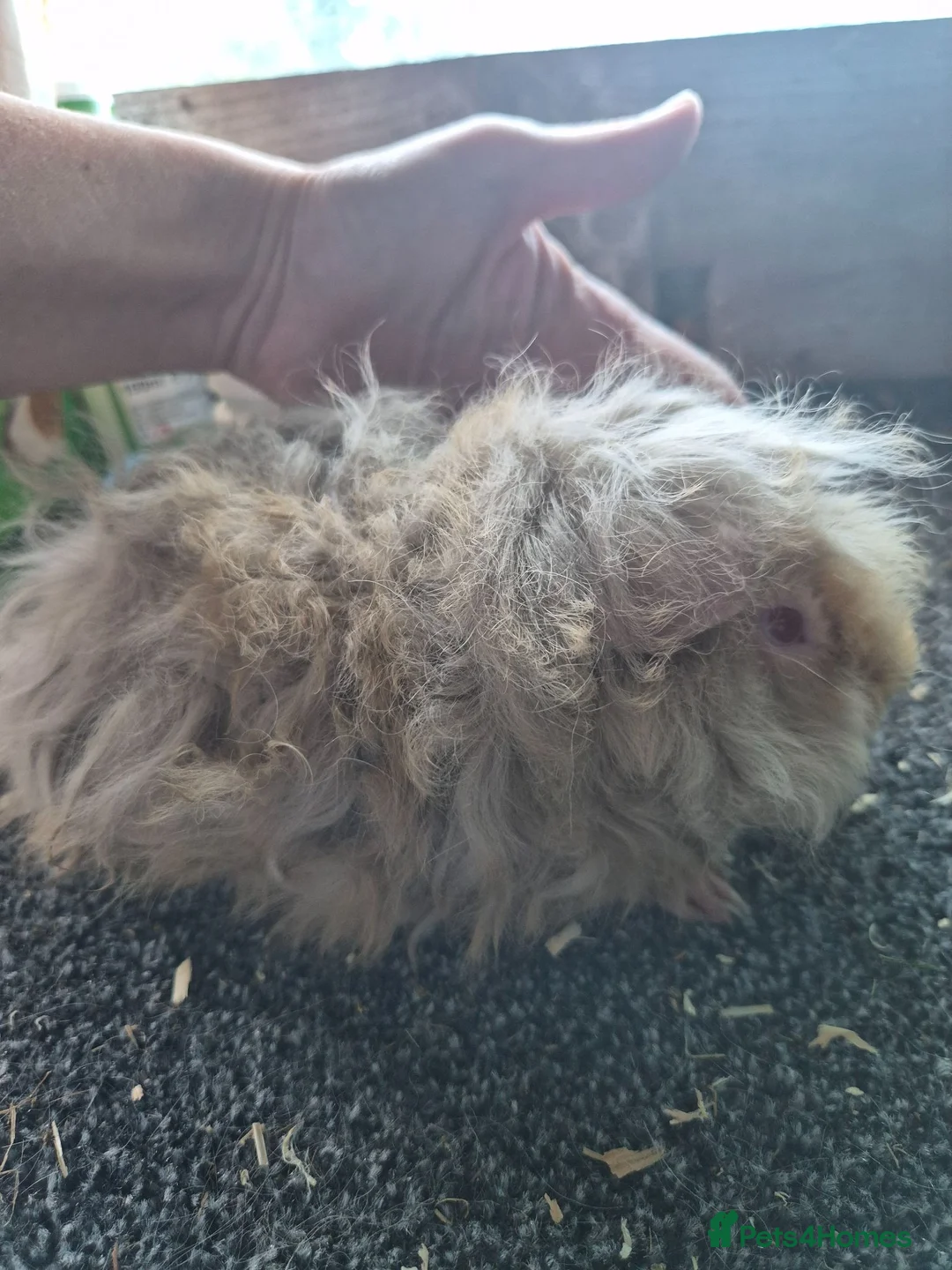 Guinea Pig rodents for sale: Lunkarya/texel guinea pigs boar in St. Neots - Advert 1