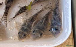 Plecos fish for sale: L333 Gurupa Rare! 9 adults.  - Image 6