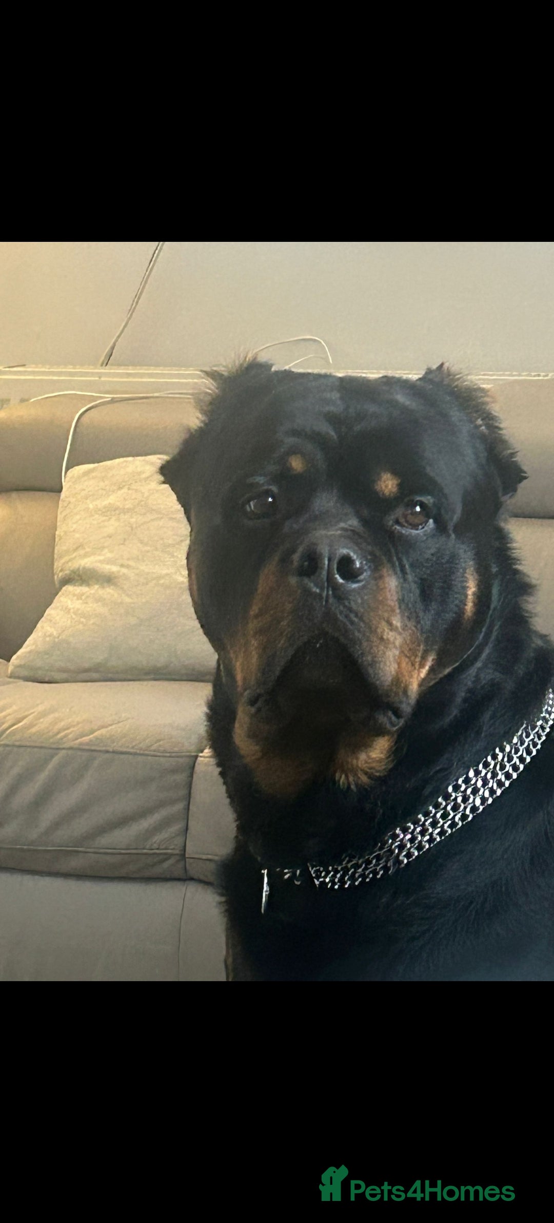 Mixed Breed dogs for sale: Schnotties - Image 5