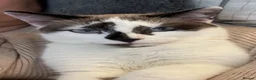 Mixed Breed cats for sale: Beautiful Calico and bicolour Kittens!! - Advert 15