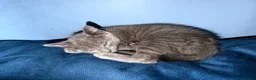 Russian Blue cats for sale: Russian blue kittens - Advert 2