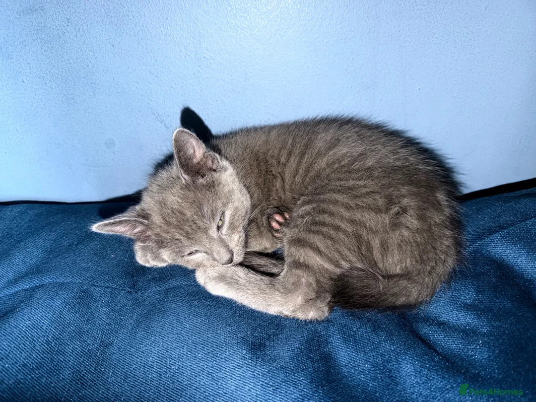 Russian Blue cats for sale: Russian blue kittens - Advert 2