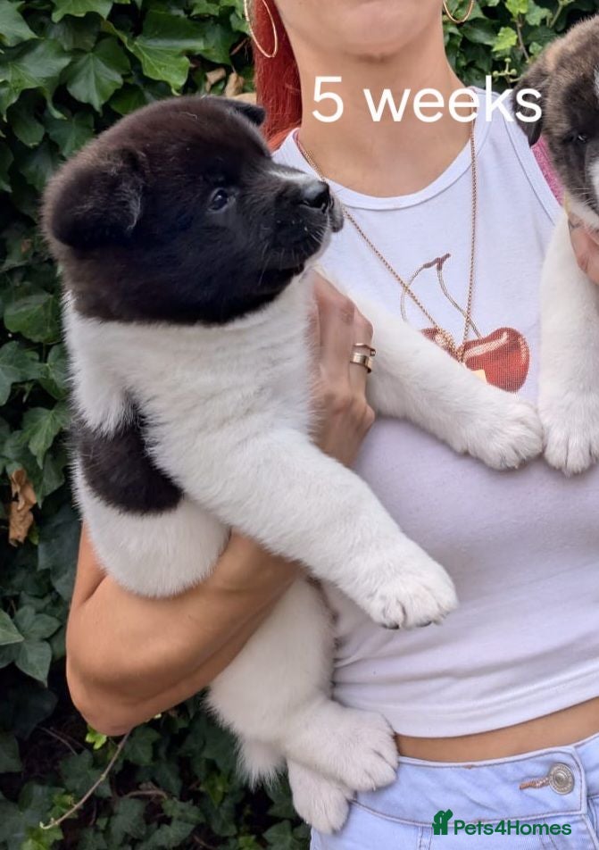 Akita dogs Pedigree mum,dad pure breed, 1 girl pup available  - Advert 13