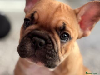 French Bulldog dogs Amazing chunky French bulldog pups - Advert 2
