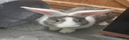 Continental Giant rabbits for sale: Neutered continental giant looking for new home - Advert 2