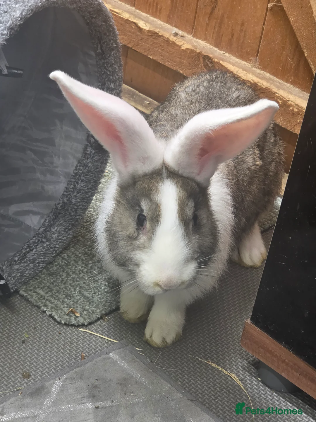 Continental Giant rabbits for sale: Neutered continental giant looking for new home - Advert 2