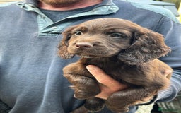 Sprocker dogs for sale: Sprocker - Image 1