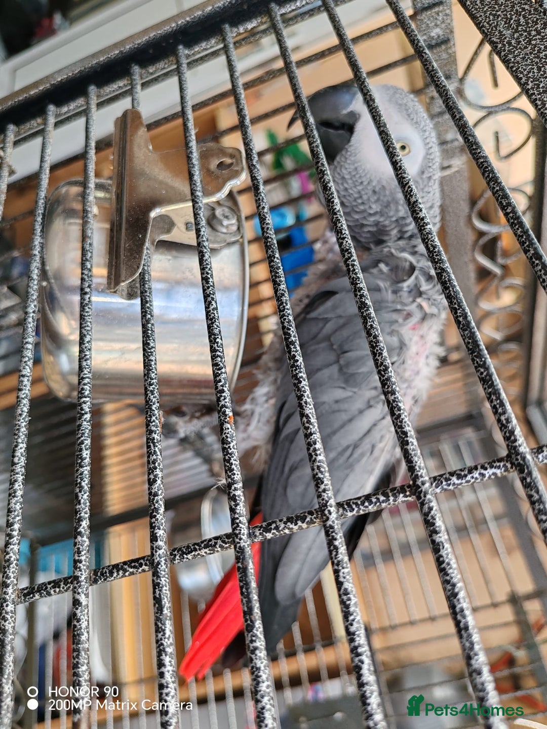 Parrots birds for sale: African grey  - Image 1