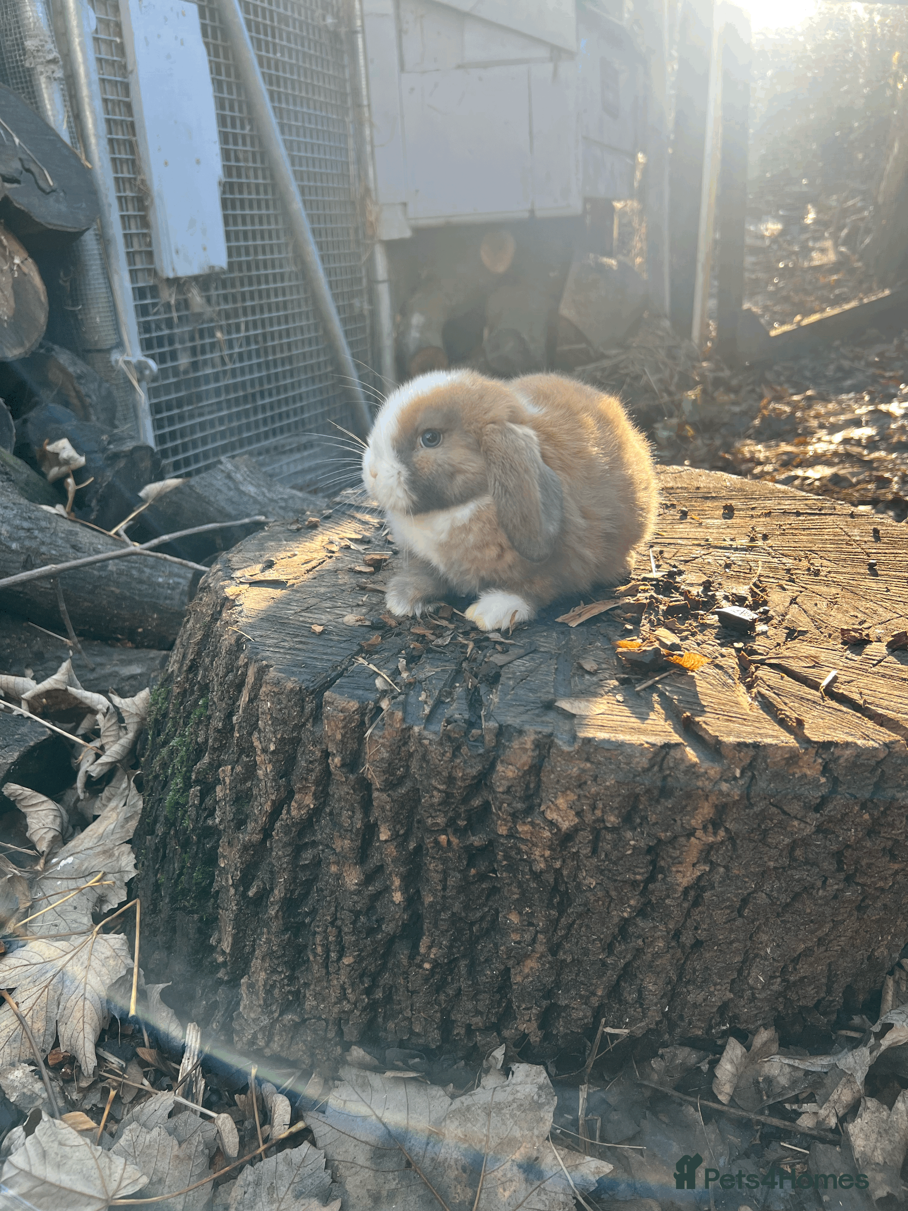 Mini Lop rabbits 100% Pure Family Bred Friendly Mini Lop Bunnies - Advert 2