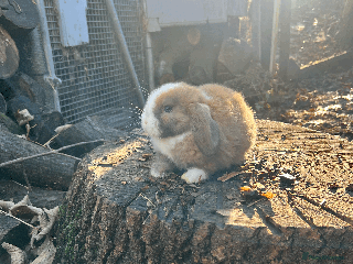 Mini Lop rabbits 100% Pure Family Bred Friendly Mini Lop Bunnies - Advert 2
