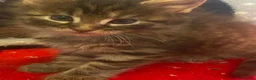 Maine Coon cats for sale: Maine coon ready 11th june - Advert 9