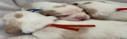 Beagle dogs for sale: Health Tested & Kennel Club Registered Beagle Pups - Advert 11