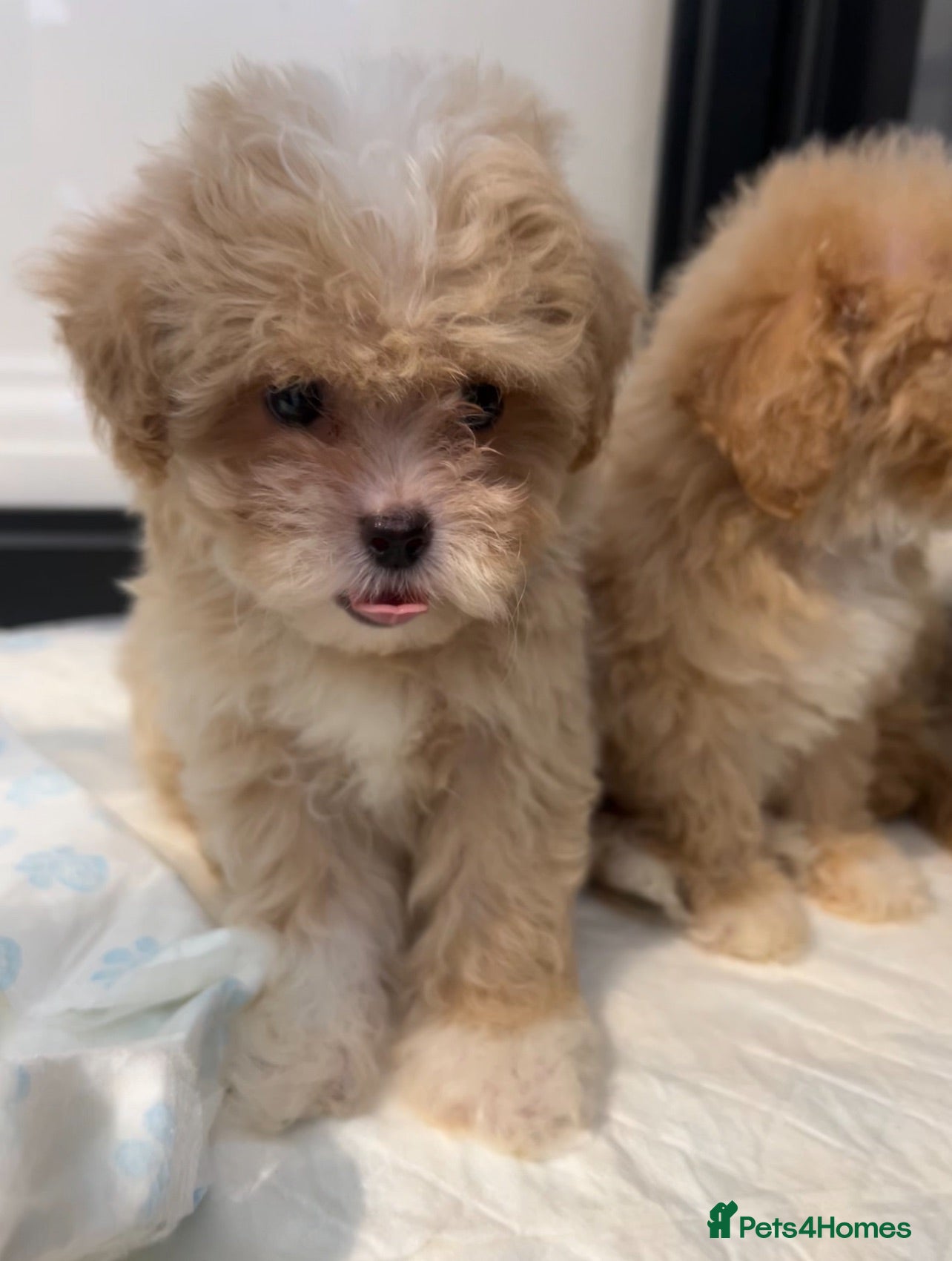 Maltipoo dogs 💙Maltipoo F1💜 - Advert 2