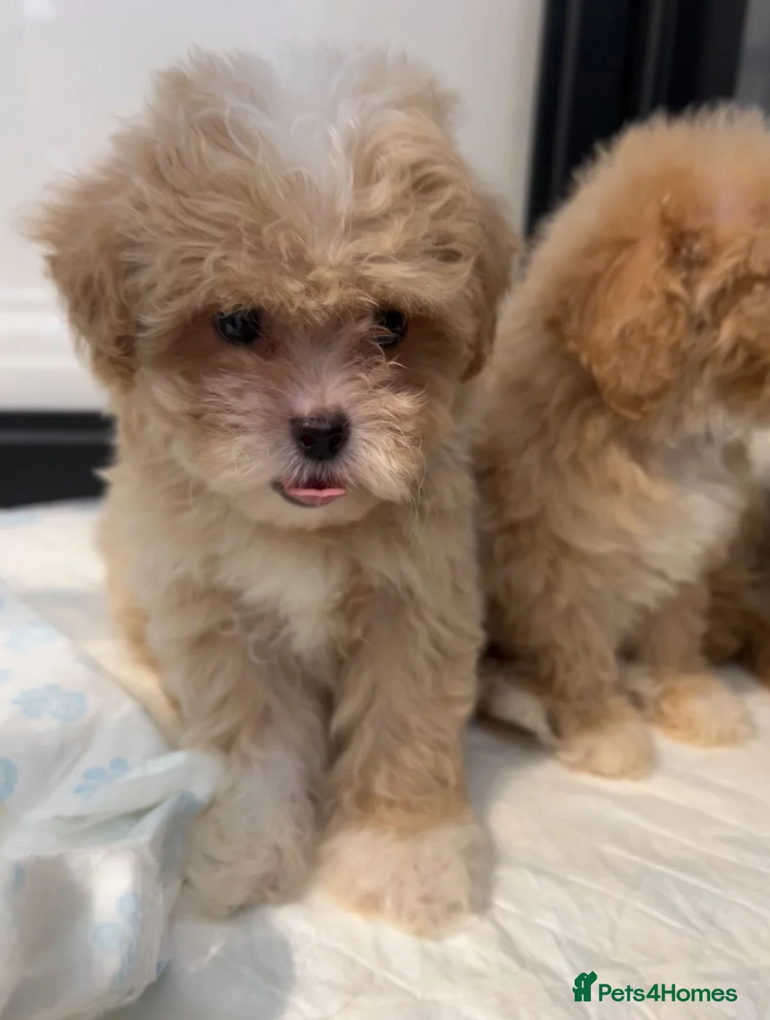 Maltipoo dogs for sale: 💙Maltipoo F1💜 - Advert 1