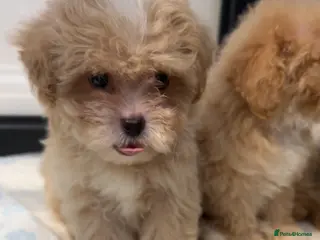 Maltipoo dogs 💙Maltipoo F1💜 - Advert 2
