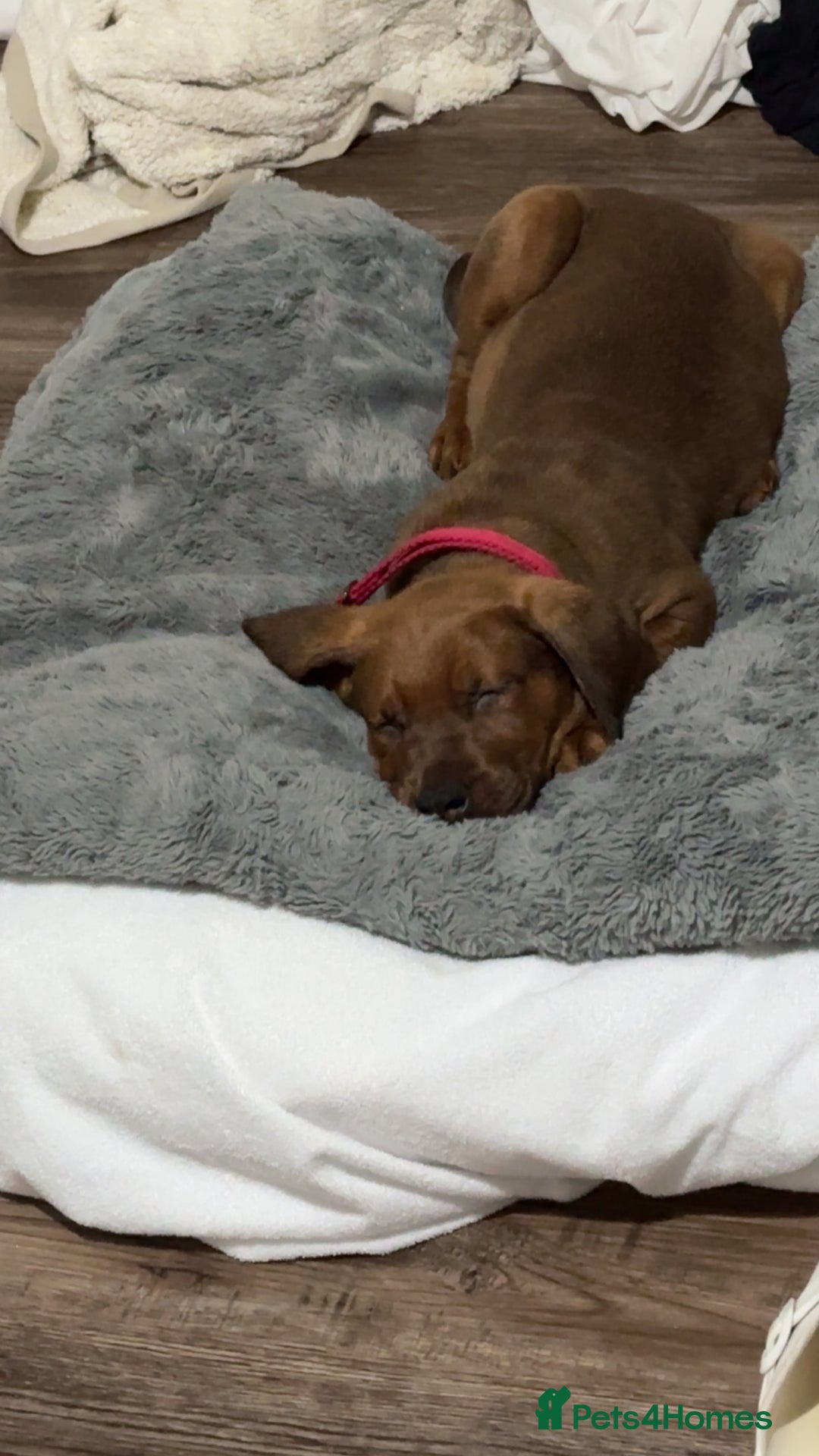 Mixed Breed dogs for sale: German Shepherd  ** tiff Puppy Loving Home Wanted - Advert 5