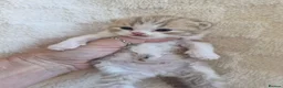 British Shorthair cats for sale: British shorthair kittens - Advert 6