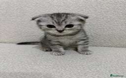 Scottish Fold cats for sale: Pure Scottish Fold Kittens Ready to Leave Soon - Image 2