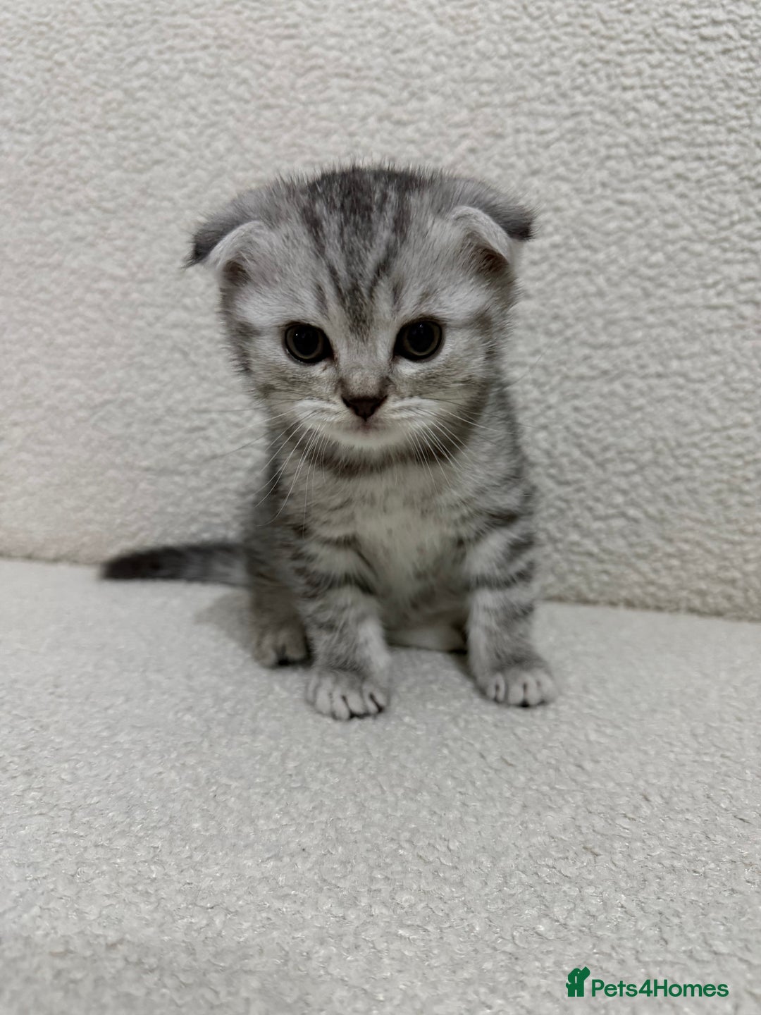 Scottish Fold cats for sale: Pure Scottish Fold Kittens Ready to Leave Soon - Image 2