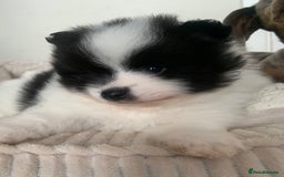 Pomeranian dogs for sale: Pomeranian puppies two males   - Image 9