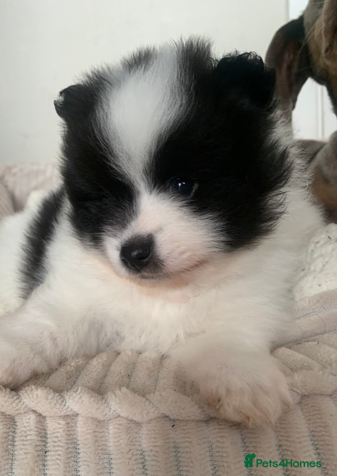 Pomeranian dogs for sale: Pomeranian puppies two males   - Image 9