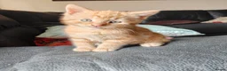 British Longhair cats for sale: Baby kittens for sale in Sheffield - Advert 3