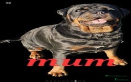 Rottweiler dogs for sale: German Rottweiler  - Image 3