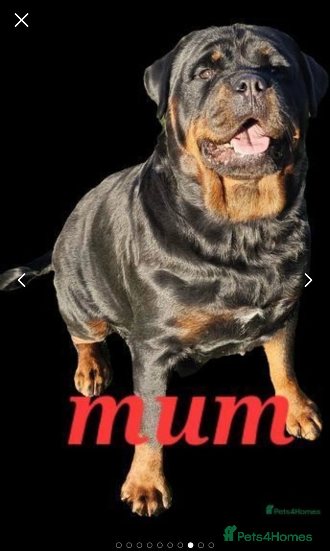 Rottweiler dogs for sale: German Rottweiler  - Image 3