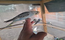 Budgerigars birds for sale: Silly hand tamed baby budgies for sale  - Image 10