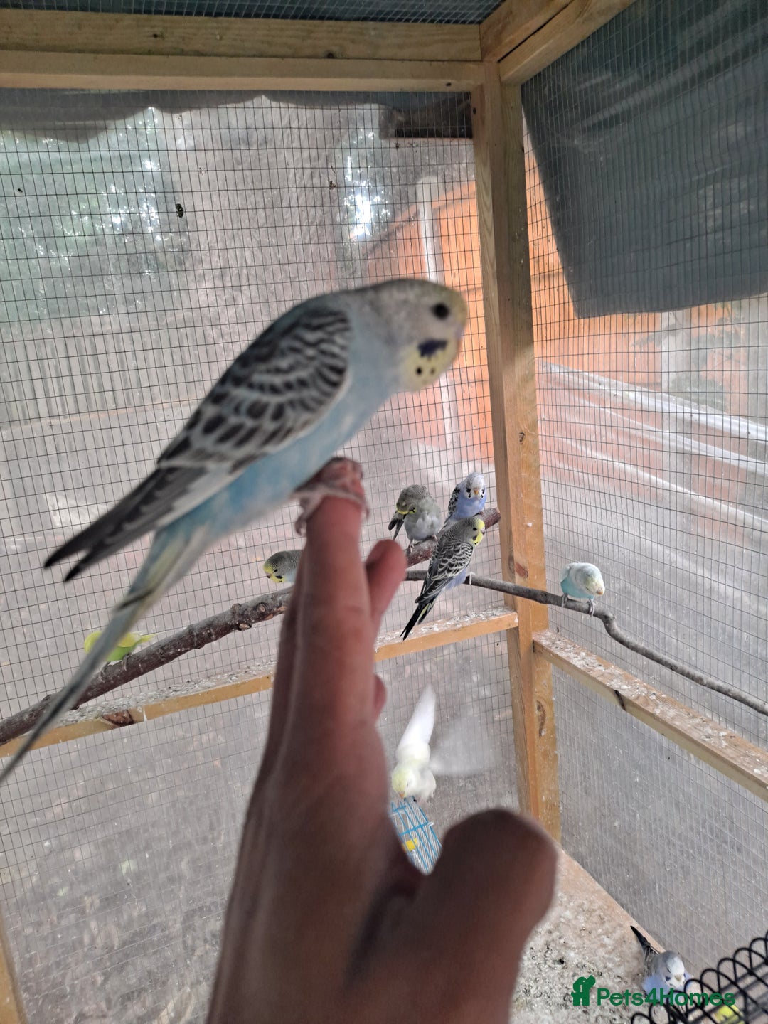 Budgerigars birds for sale: Silly hand tamed baby budgies for sale  - Image 10