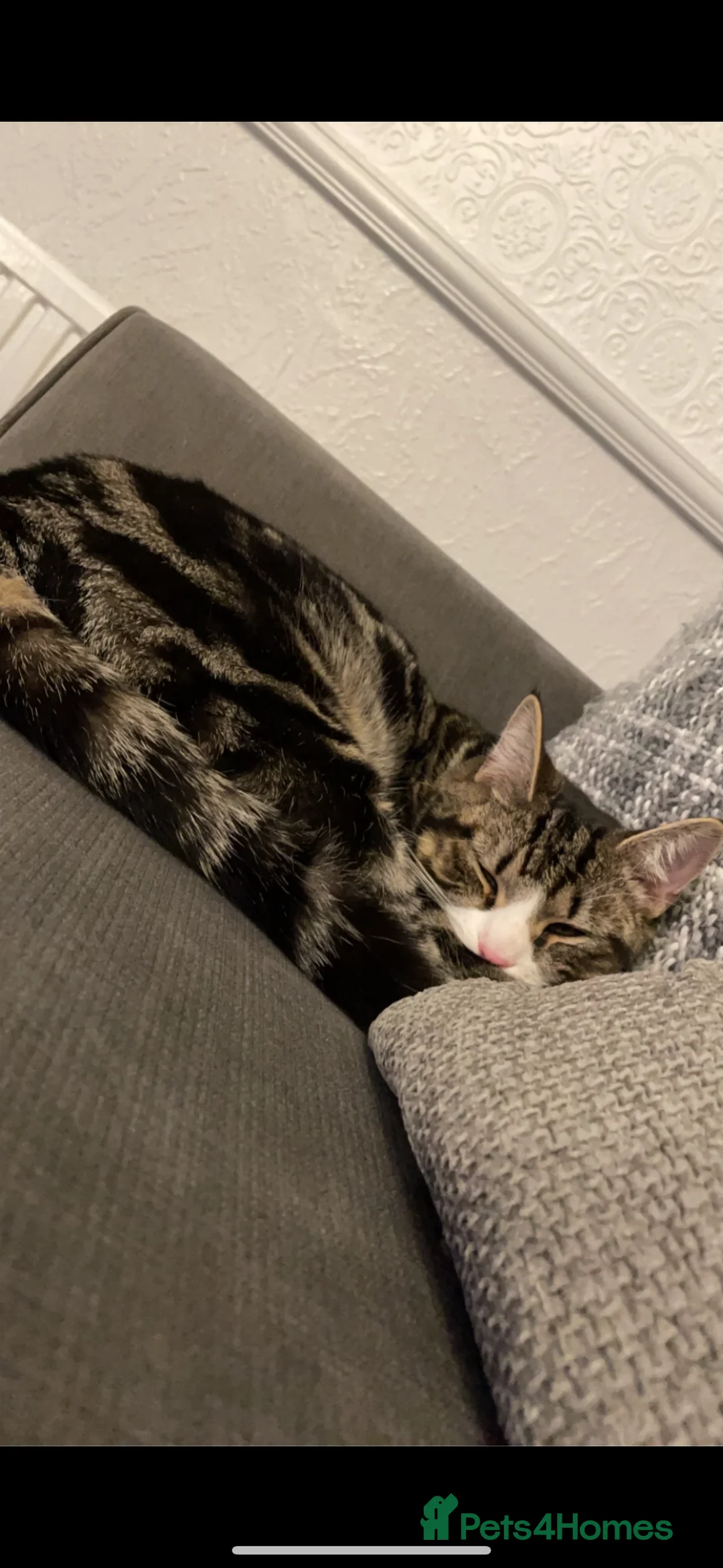 Mixed Breed cats for sale: Male cat - ready now  - Advert 5