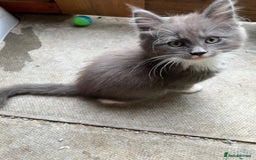Maine Coon cats for sale: 3 Beautiful Main Coon - Image 13