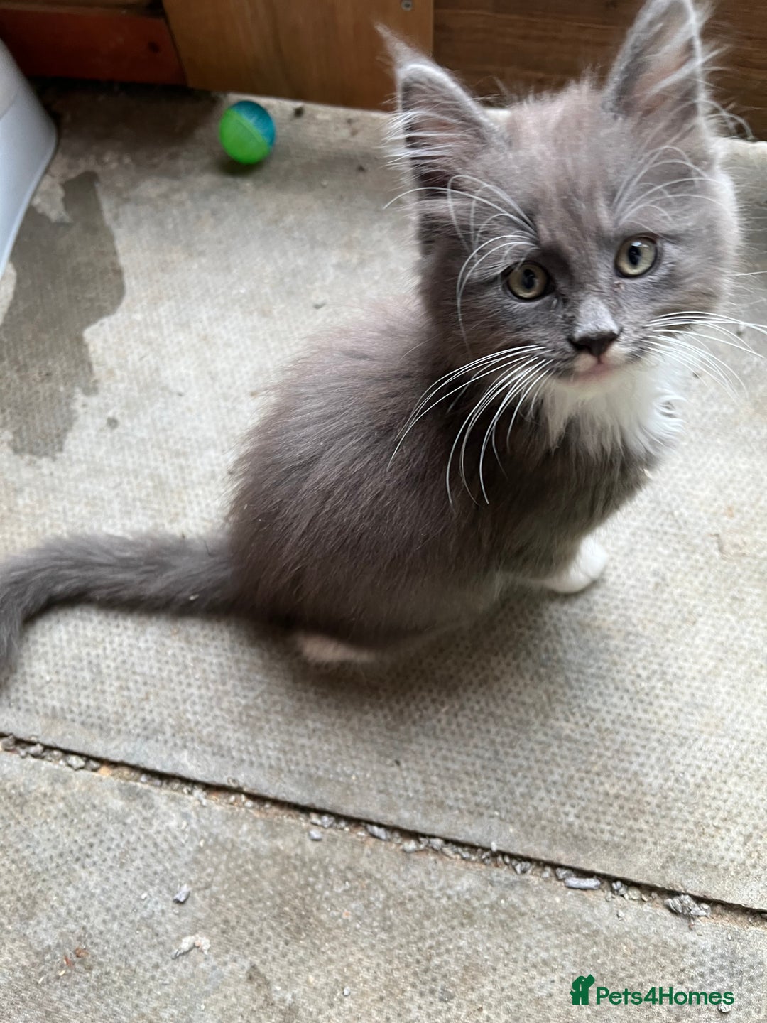 Maine Coon cats for sale: 3 Beautiful Main Coon - Image 13