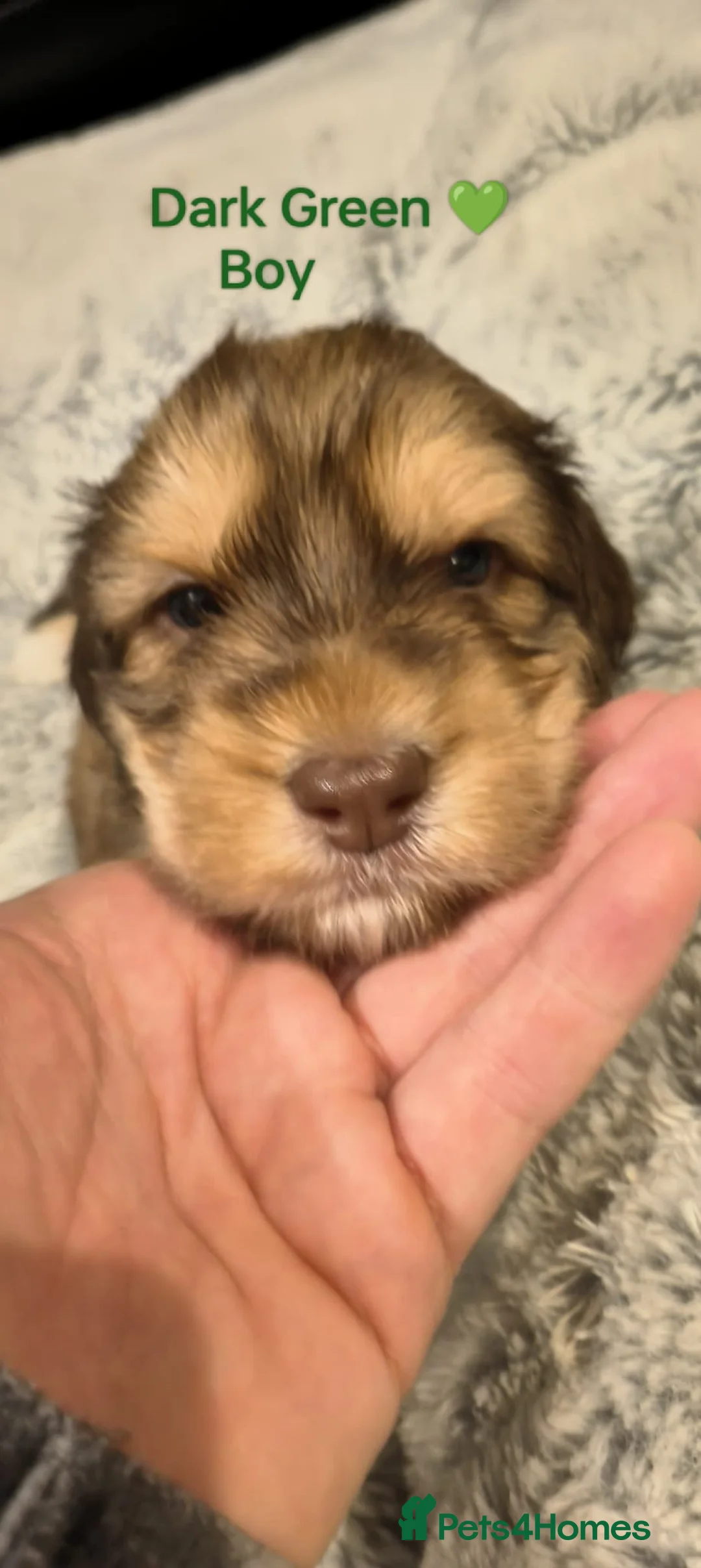 Cockapoo dogs for stud: F1 tri coloured phantom cockapoo for stud in Bournemouth - Advert 22