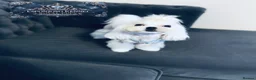 Maltese dogs for stud: 👑Exquisite KC Korean Maltese Stud DNA Clear👑 - Advert 9