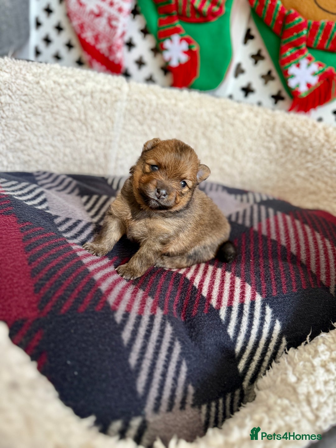 Pomeranian dogs for sale: Adorable Pomeranian puppies - ready January 25! - Advert 6