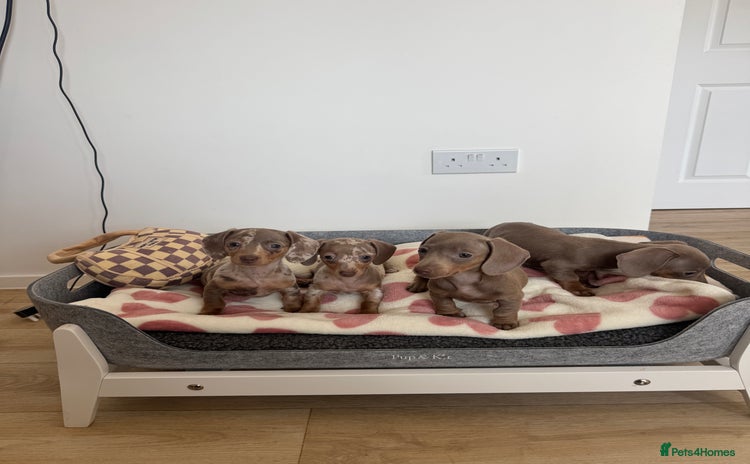 Miniature Dachshund dogs - Advert 6